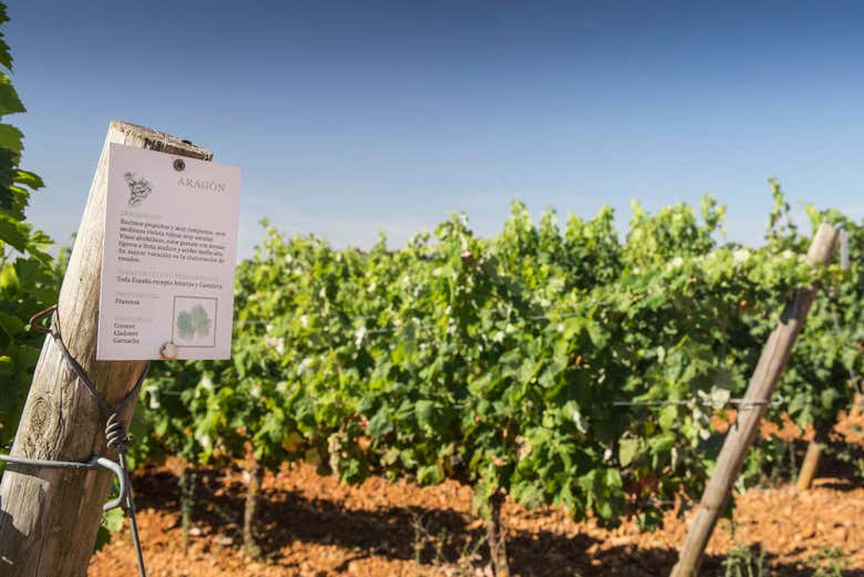 Vineyards around the Gordonzello winery