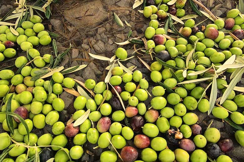 Conoceréis todo sobre la recolección de la aceituna