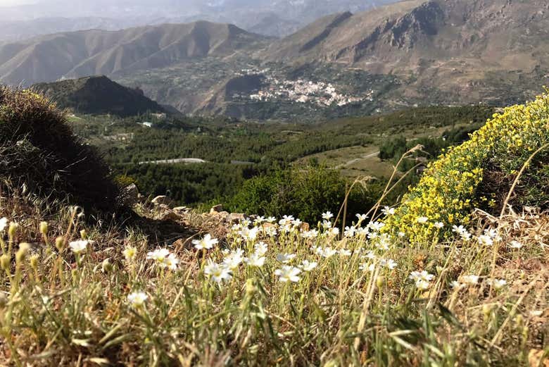 See the beautiful spring in full bloom