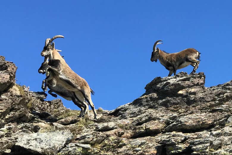 Spot mountain goats