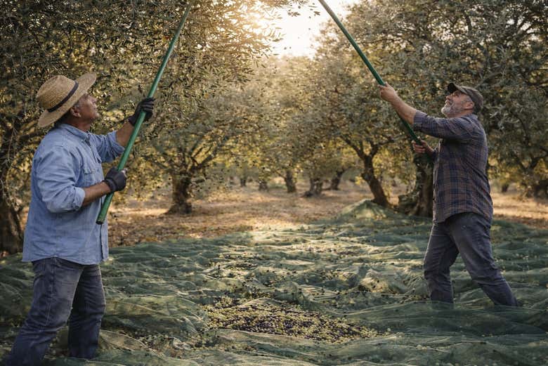 ¿Sabéis cómo se coge la aceituna en Andalucía?