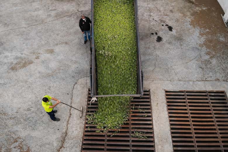 Un remolque descargando aceituna en la almazara
