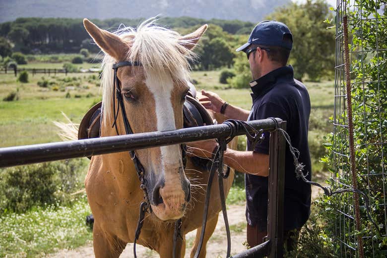 Conhecendo os cavalos