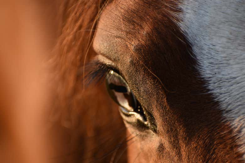 Um dos cavalos