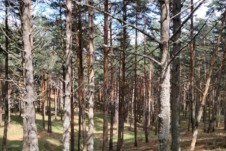 Disfrutando de la flora de la Sierra de Guadarrama