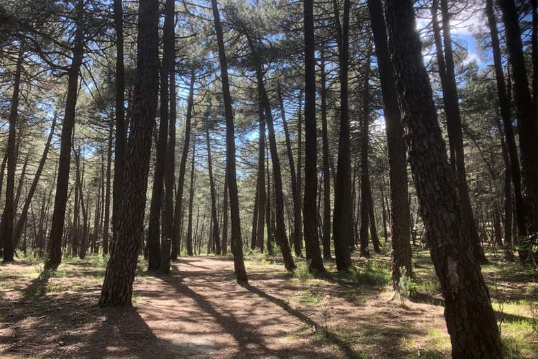 Atravesando el bosque de La Jarosa