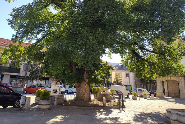 Olma centenaria de Guadarrama 