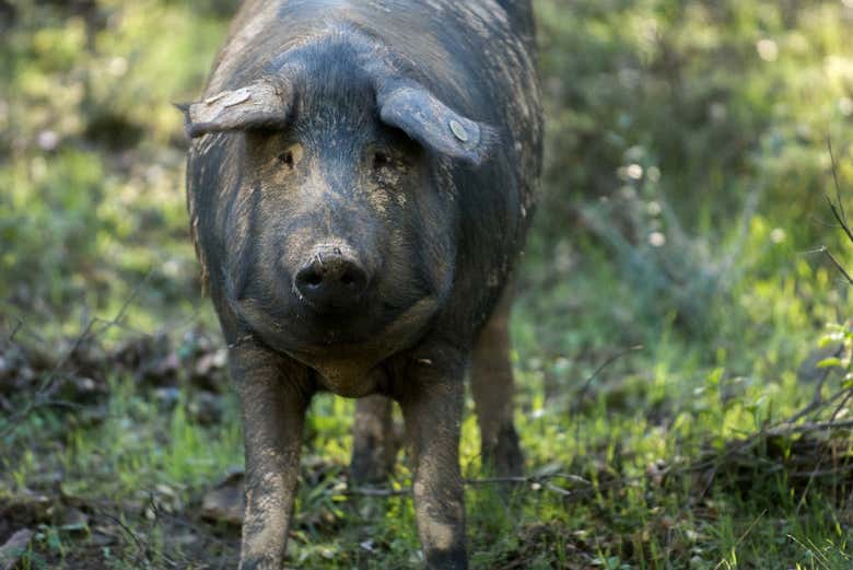 Porc de Guijuelo