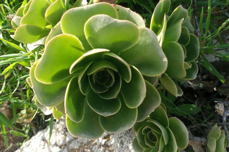 Vegetación endémica en el barranco Elvira Sánchez