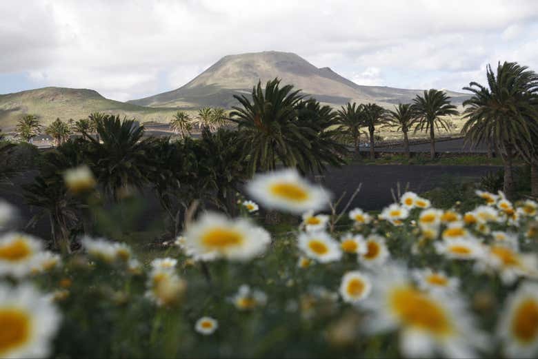 Valle de las Mil Palmeras