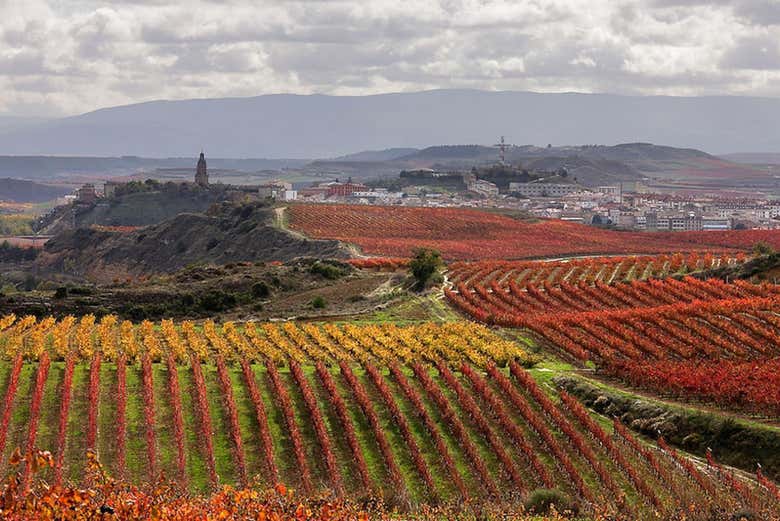 Panorámica de los viñedos de Haro