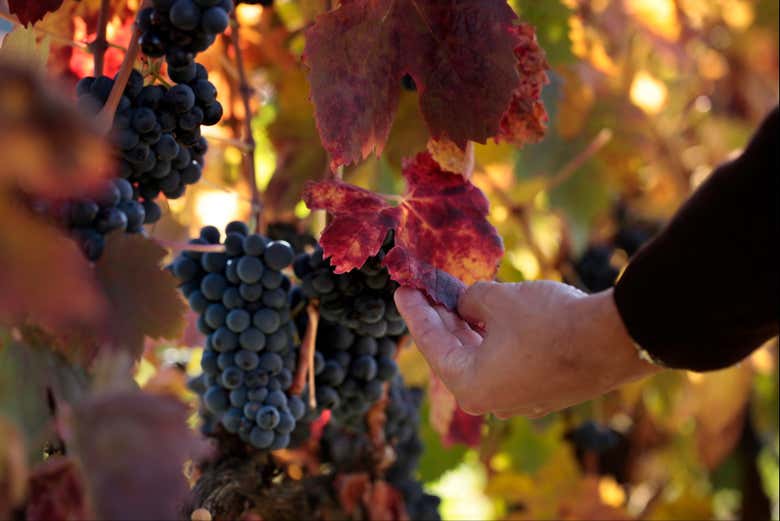 Vides de las bodegas