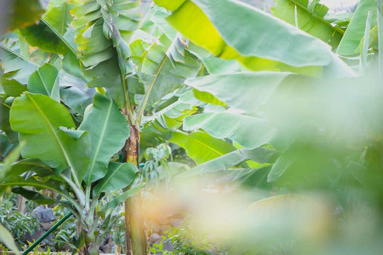 Plantations de bananes dans le parc ethnographique de La Gomera