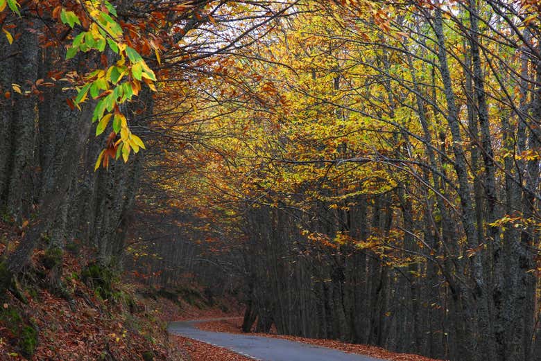 As cores da natureza