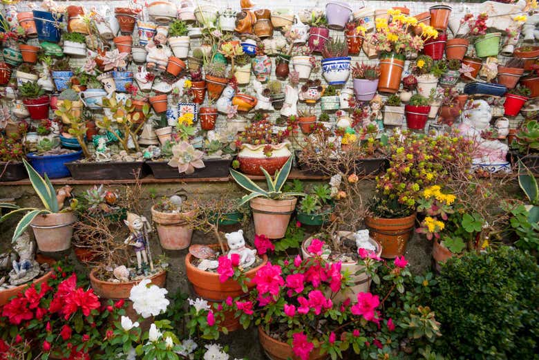 Fleurs dans les rues d'Hervás