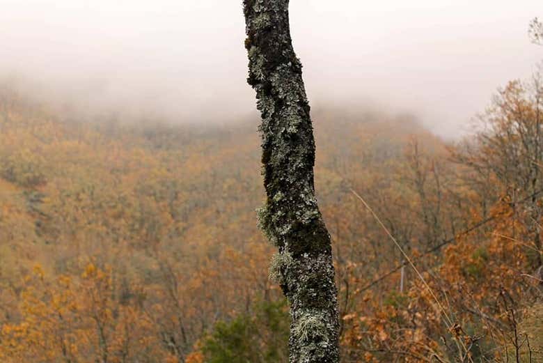 Veremos hermosos valles cubiertos de vegetación