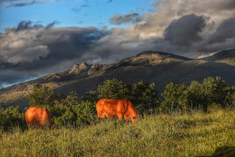 Vacas no vale