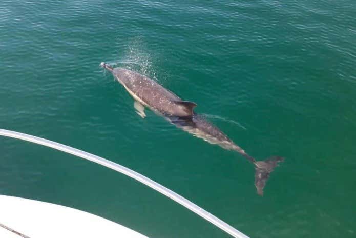 Observez des dauphins dans leur habitat naturel