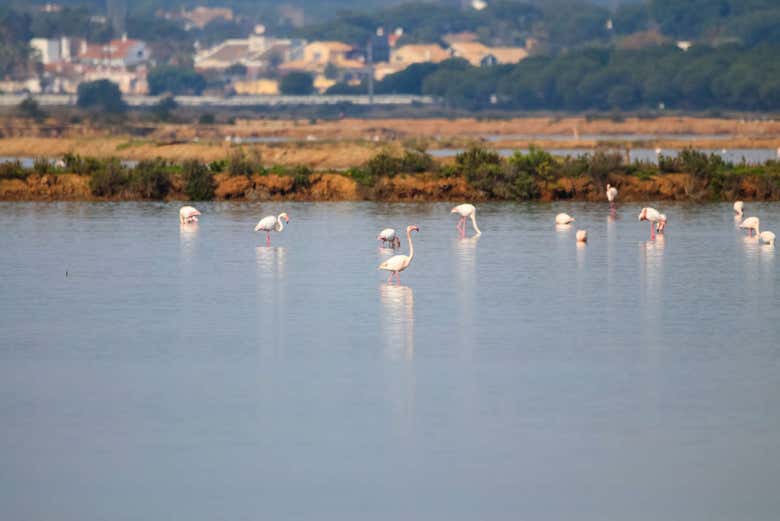 Flamencos en las marismas del Odiel