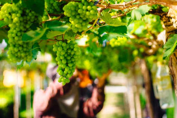 Tour della corrida e del vino a Condado de Huelva