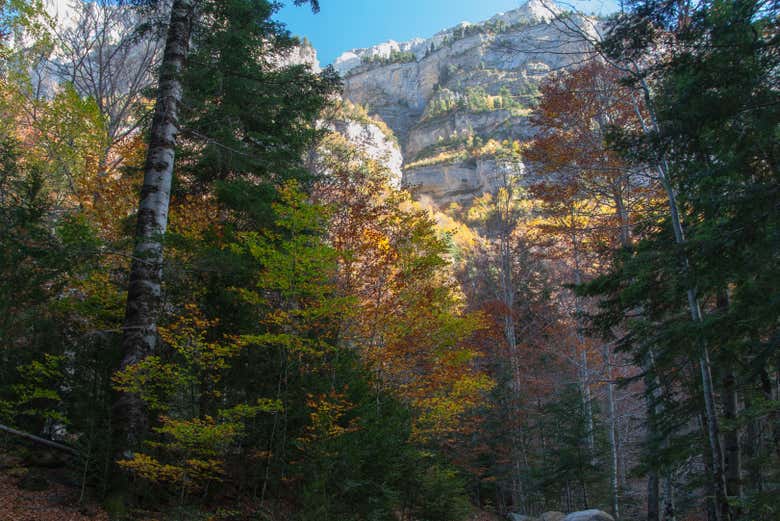 Forêt de pins et de hêtres d'Ordesa