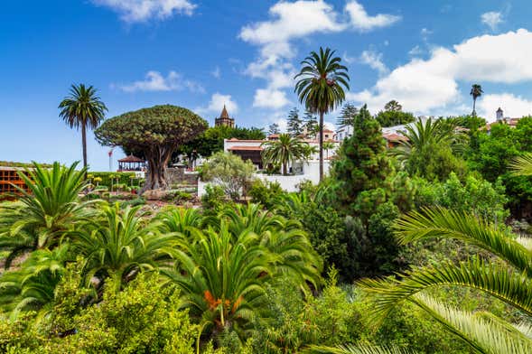 Free tour di Icod de los Vinos