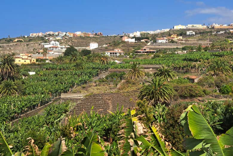 Contemplando las laderas de Icod de los Vinos