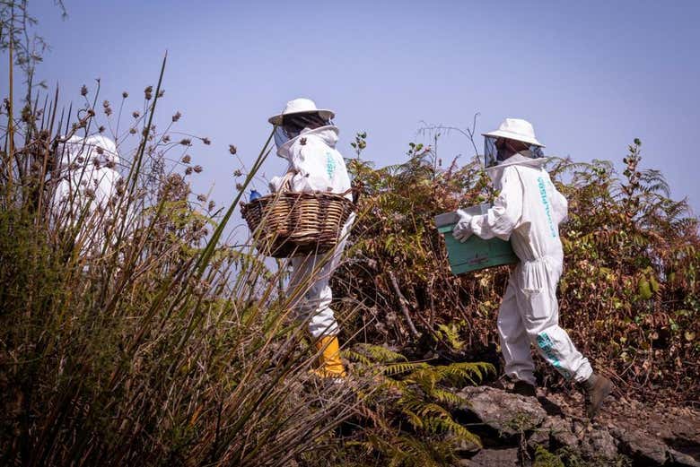 Alla scoperta dell'arnia di Ecoalpispa