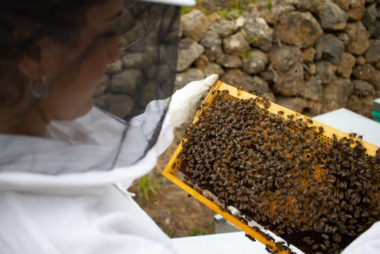 Uma das colmeias do apiário de Ecoalpispa 