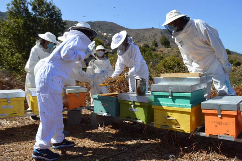 Visitando gli alveari