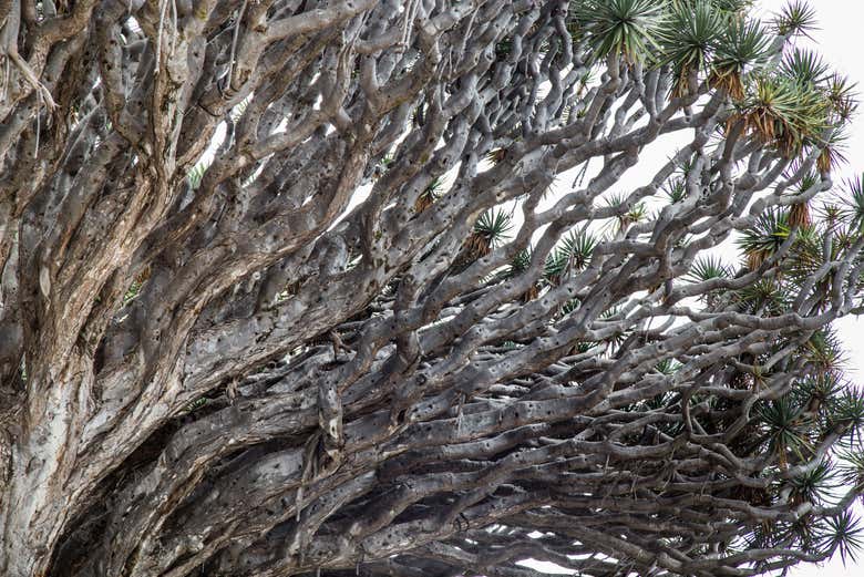 El famoso drago milenario de Icod de los Vinos