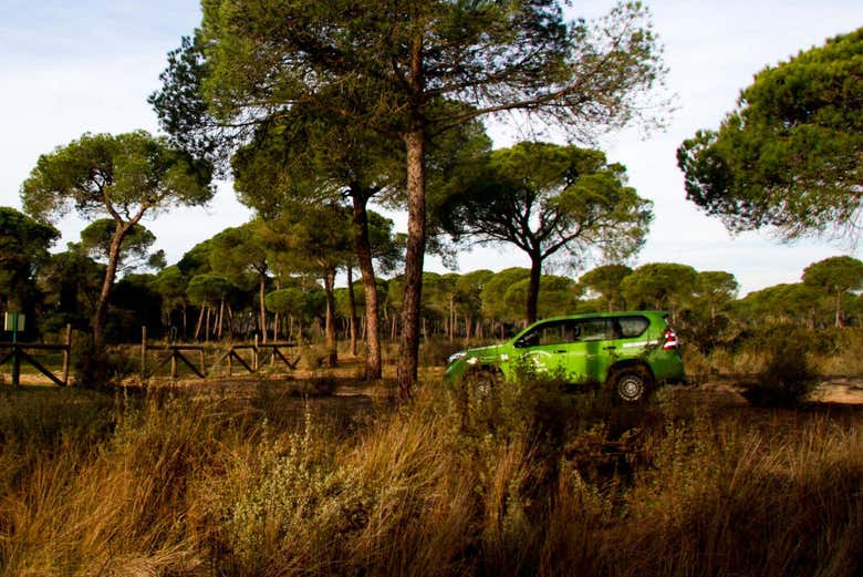Forêts du Parc National de Doñana