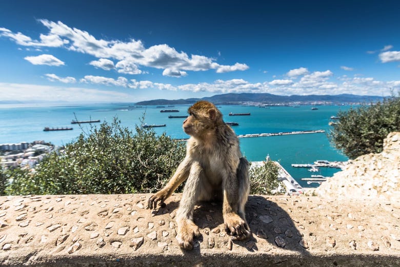 Scimmia sulla Rocca di Gibilterra