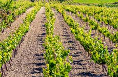 Ruta de toros y vino por el Condado de Huelva