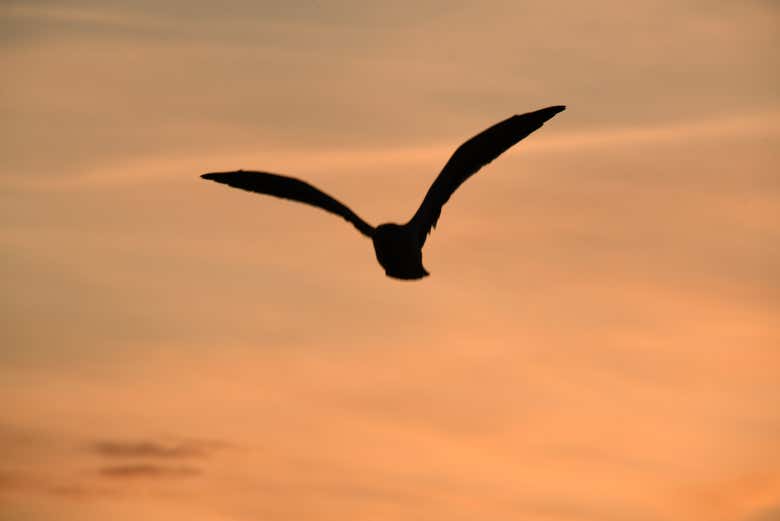 Oiseaux survolant l'Isla Cristina au coucher du soleil