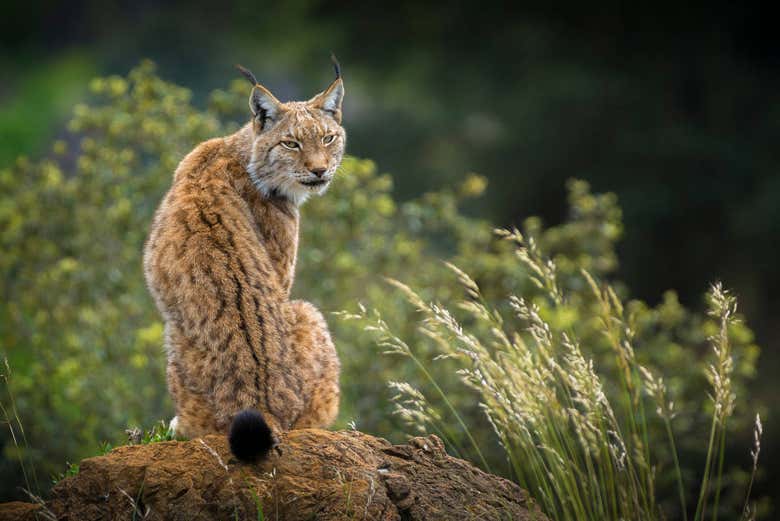 Um lince ibérico no Parque Nacional de Doñana