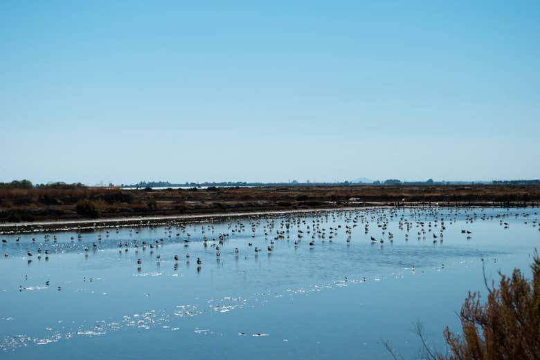 As marismas de Doñana
