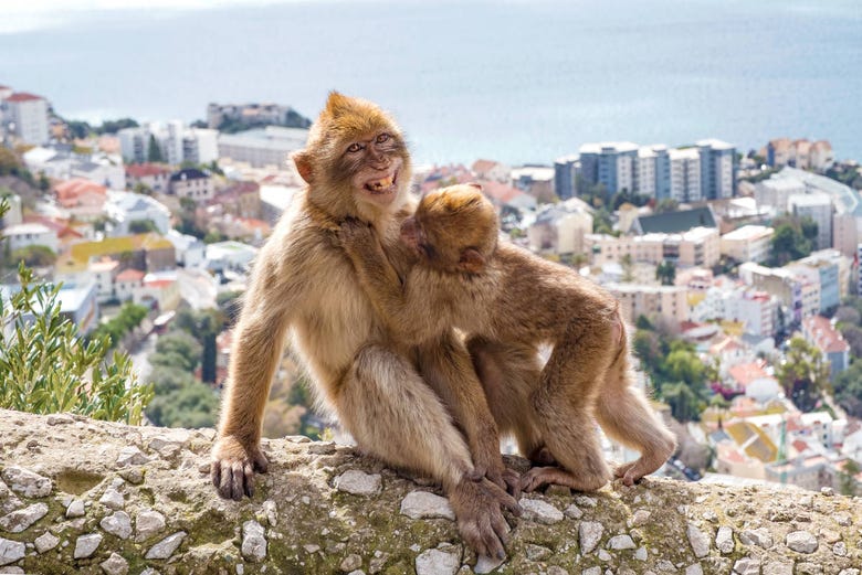 Scimmie di Gibilterra