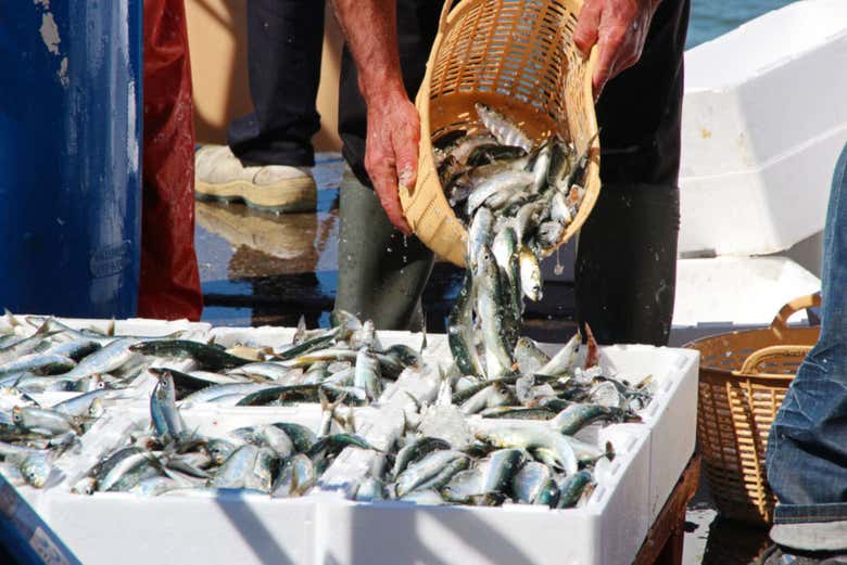 Pescado en el puerto de Isla Cristina