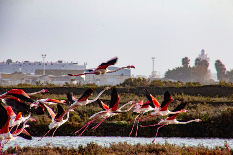 Flamingos na ria de Isla Cristina