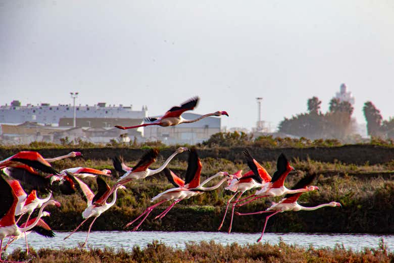 Flamants roses dans l'estuaire de l'Isla Cristina