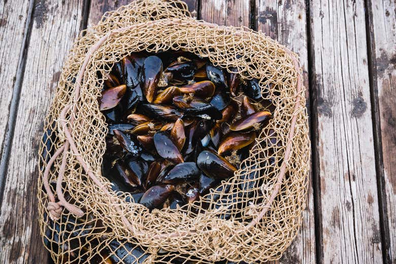 A pesca do dia