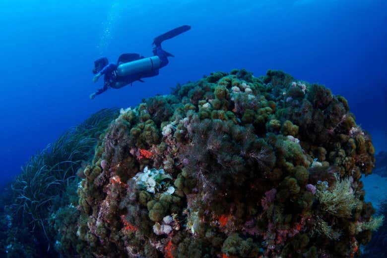 Descubriendo los fondos marinos de Isla Plana