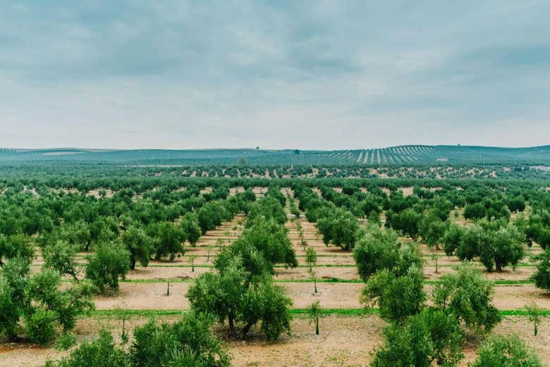 View of the olive groves