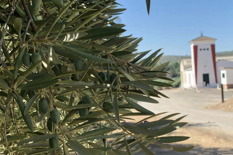 Olive tree