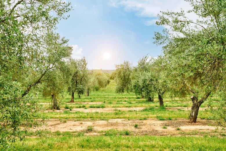 Visiting the olive groves of the estate