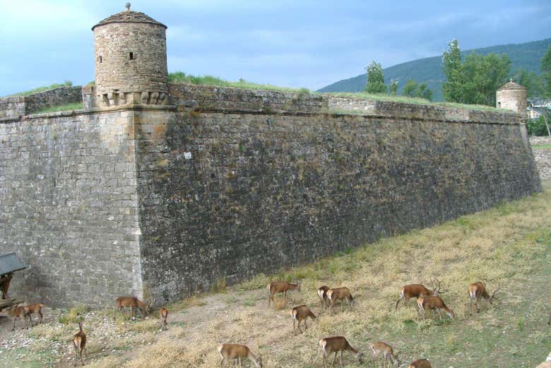 El foso de la Ciudadela de Jaca está habitado por ciervos