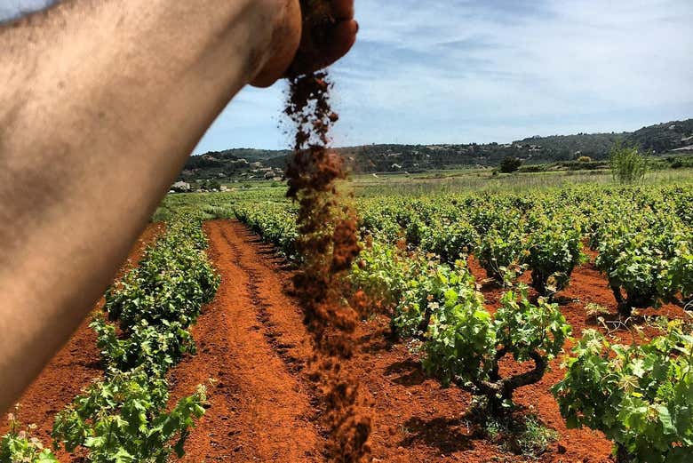 Learn about the unique soil characteristics