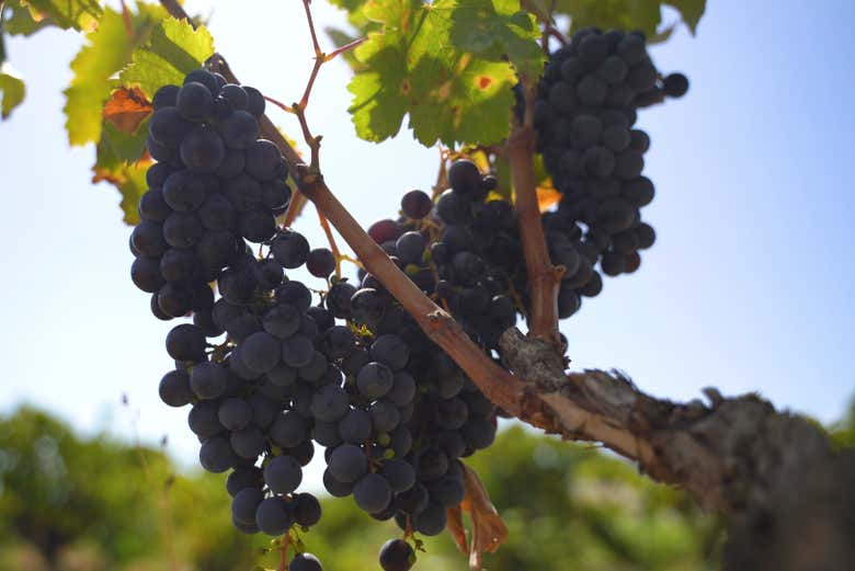 Make the most of your travels!