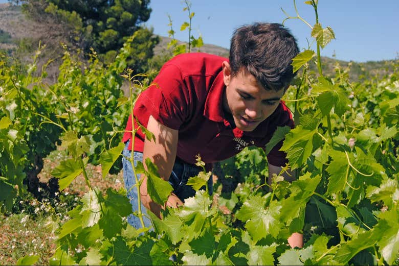 Discover the cultivating techniques of wine making